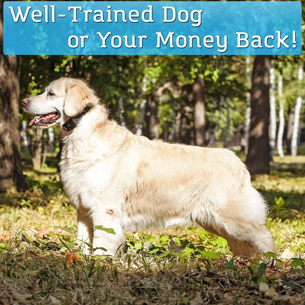 PetSpy universal-size dog collar fits 10-140 lbs for versatile training.