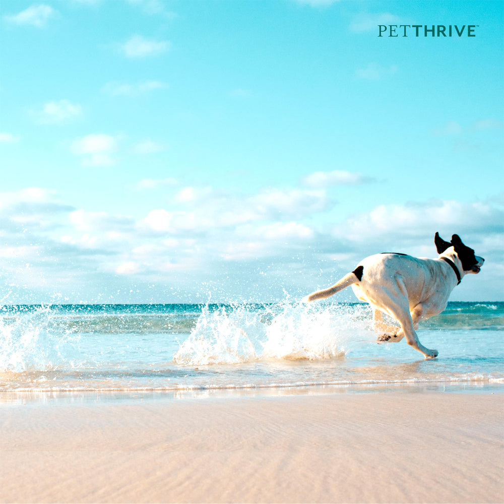 PetThrive bacon-flavored chews beside a dog toy signaling daily joint wellness routine.