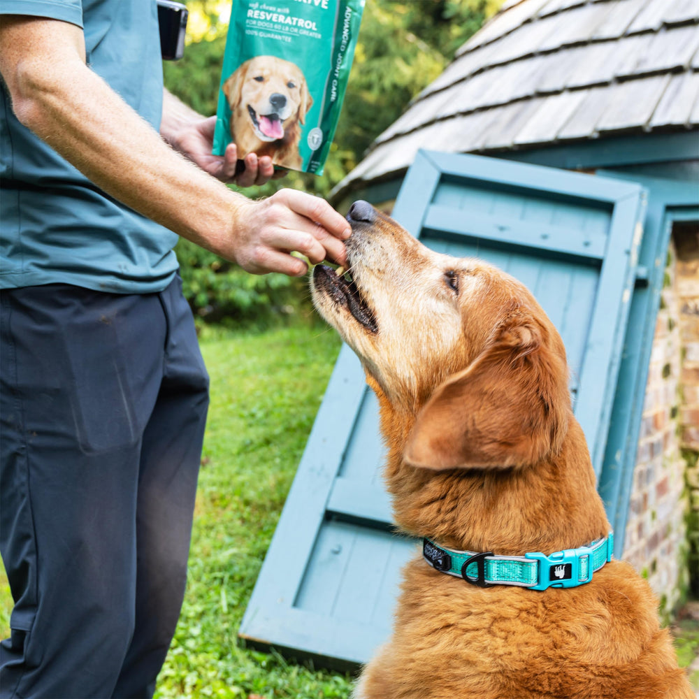 PetThrive large-breed packaging image displays generous chews for bigger dogs' joint care.