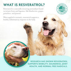 PetThrive resveratrol ingredient highlighted on label implying antioxidant support for aging dogs.