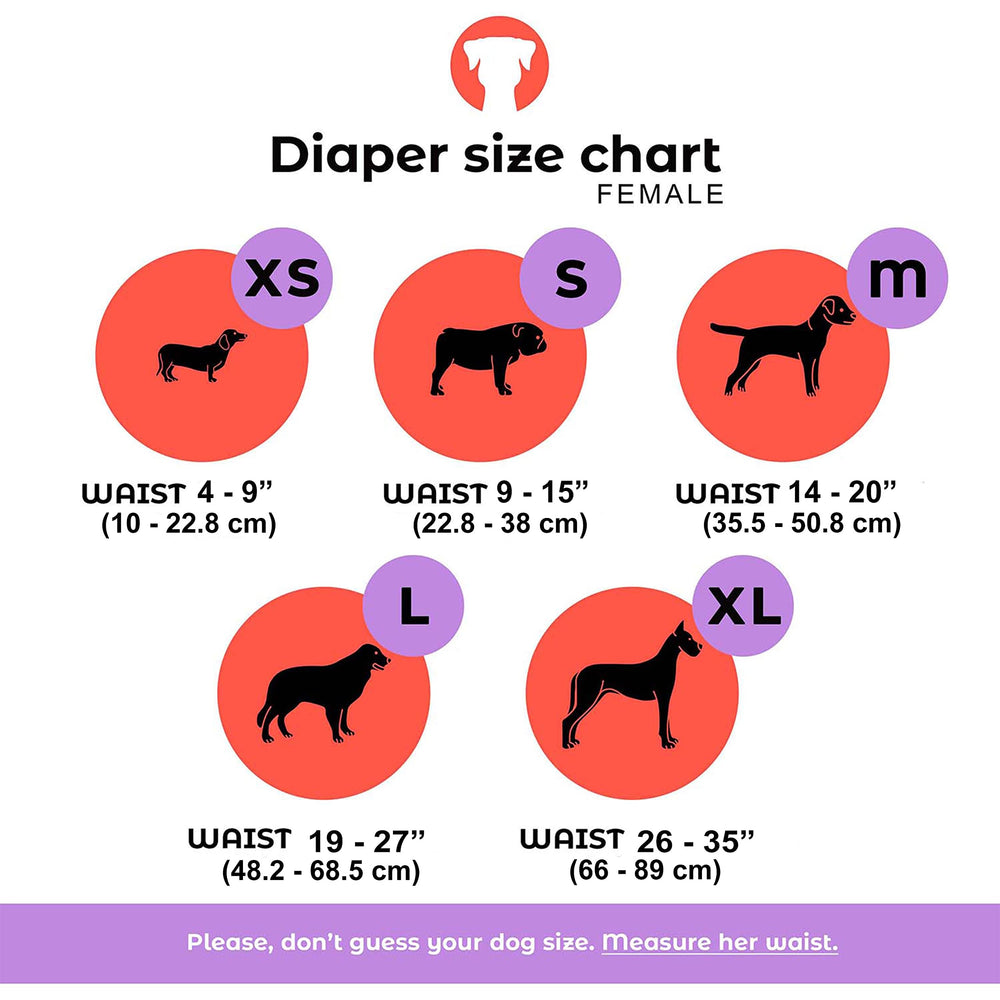 Petting Is Caring purple diaper on dog for comfortable protection during daily walks.