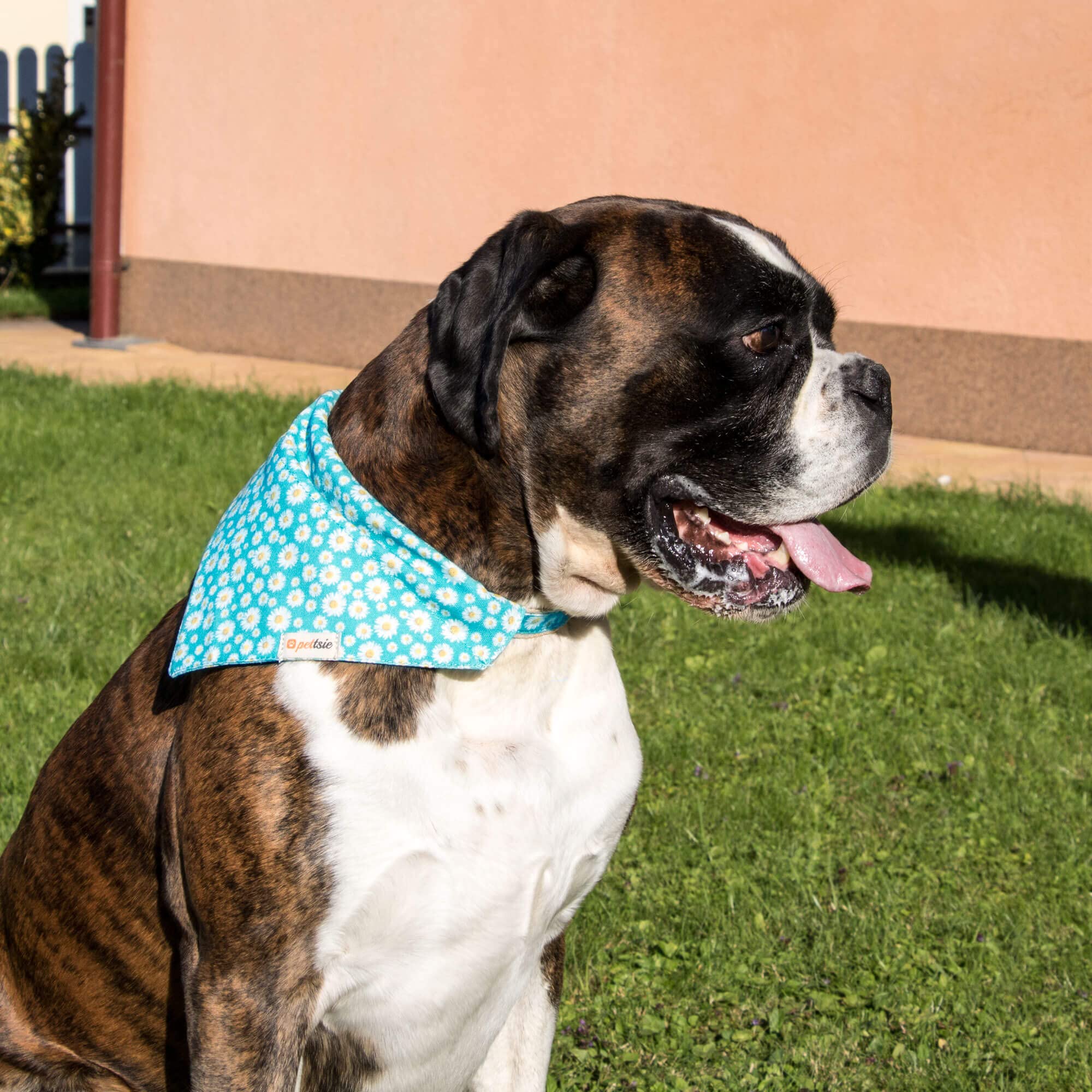 Pettsie adjustable bandana sizes chart shows secure fit for different dogs.