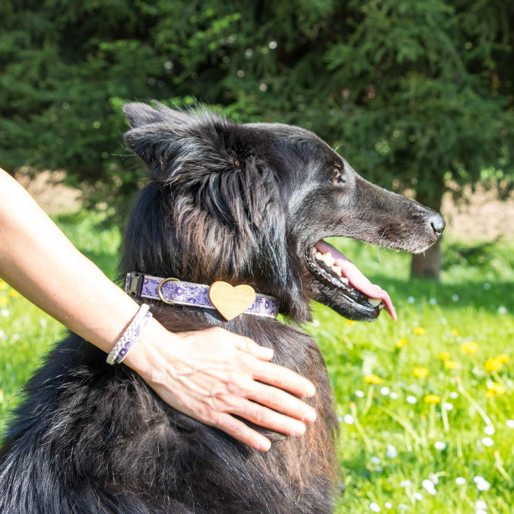 Pettsie dog collar D-ring attachment ensures secure leash and tags.