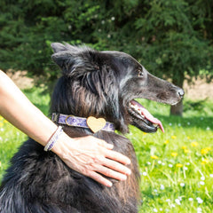 Pettsie dog collar D-ring attachment ensures secure leash and tags.
