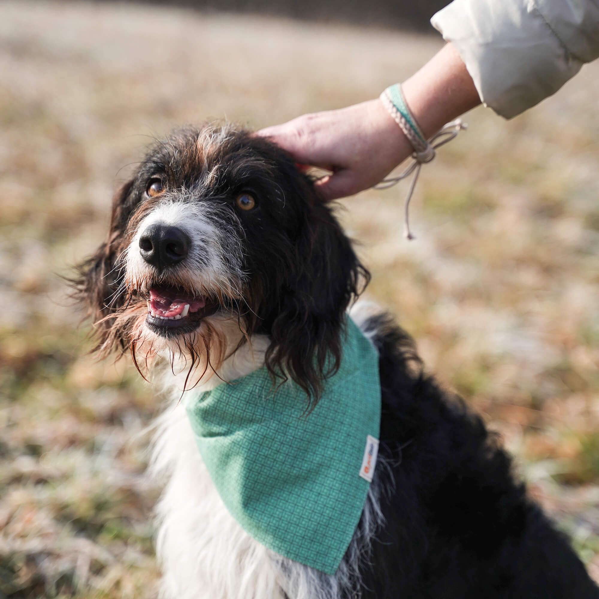 Pettsie dog bandana collar green adjustable fit for comfort across sizes
