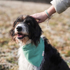 Pettsie dog bandana collar green adjustable fit for comfort across sizes