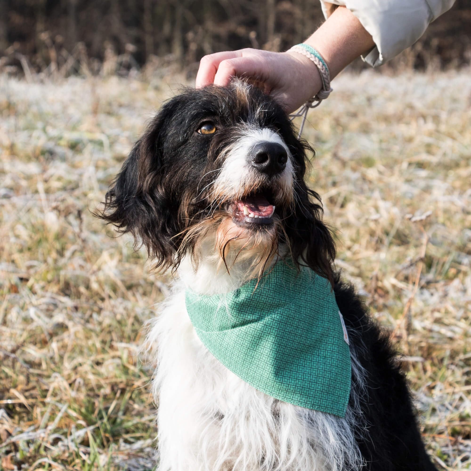 Pettsie dog-walk-ready bandana green for stylish everyday adventures