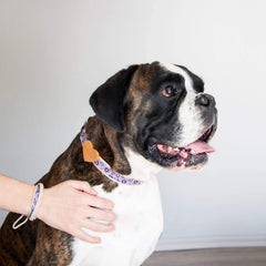 Pettsie matching bracelet for dog owners enhances bond while apart.