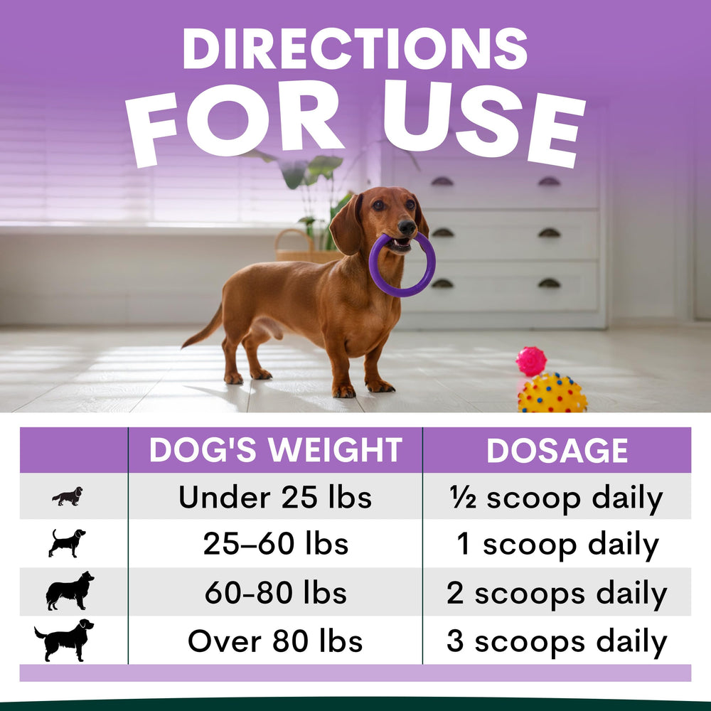 Petz Park focus-friendly training session with dog after supplement use.