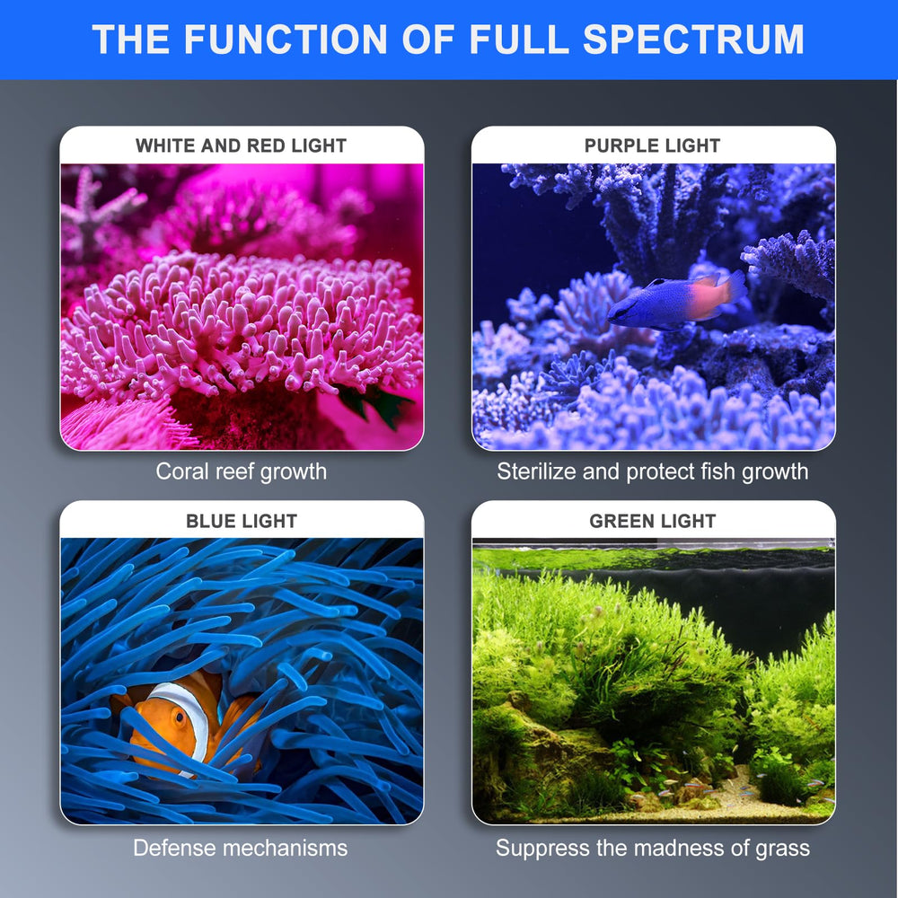 Phlizon 165W reef growth visual emphasizes photosynthesis support in a reef tank.