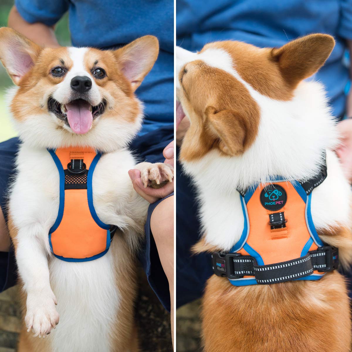 PHOEPET front strap design reduces pulling for smoother sessions.