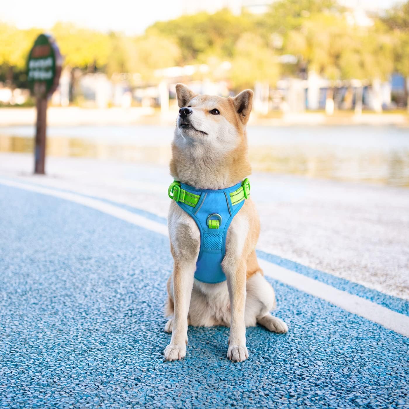 PHOEPET No Pull Harness blue base with green straps suits dogs of all sizes.