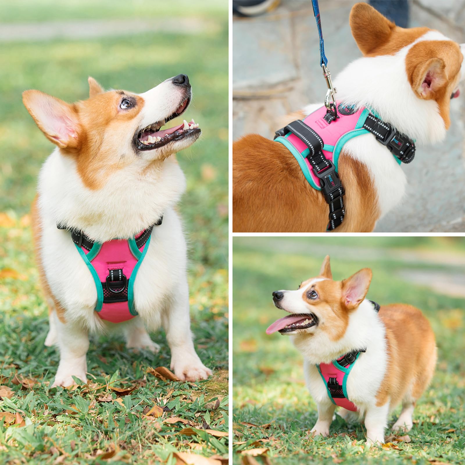 PHOEPET snap buckles close-up pink demonstrates quick on/off wearing