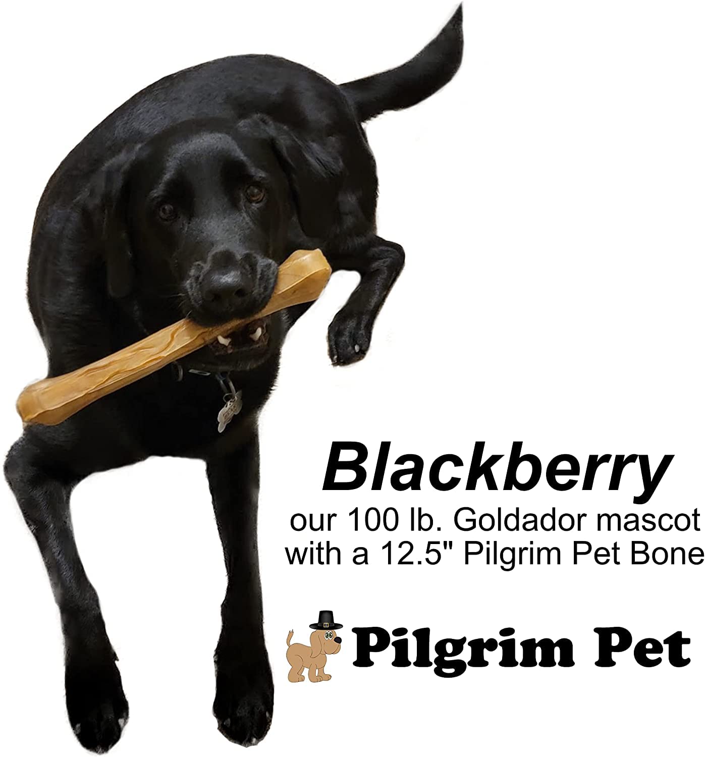 Pilgrim Pet family-owned US-brand badge emphasizing quality and care.