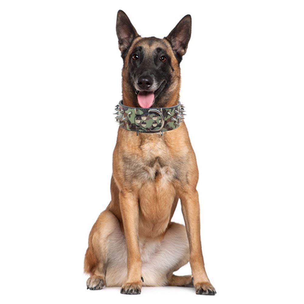 Pimaodog sharp spiked collar buckle detail shows nickel hardware