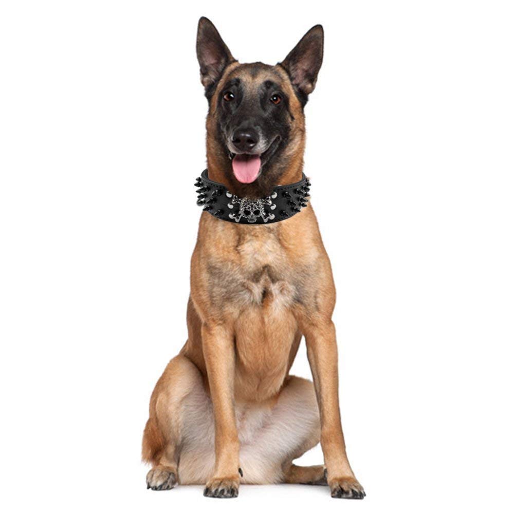 Pimaodog studded collar side view demonstrates 2-inch width for medium to XL dogs.