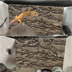 PINVNBY 3D rough-surface cork backdrop close-up for climbing enrichment.
