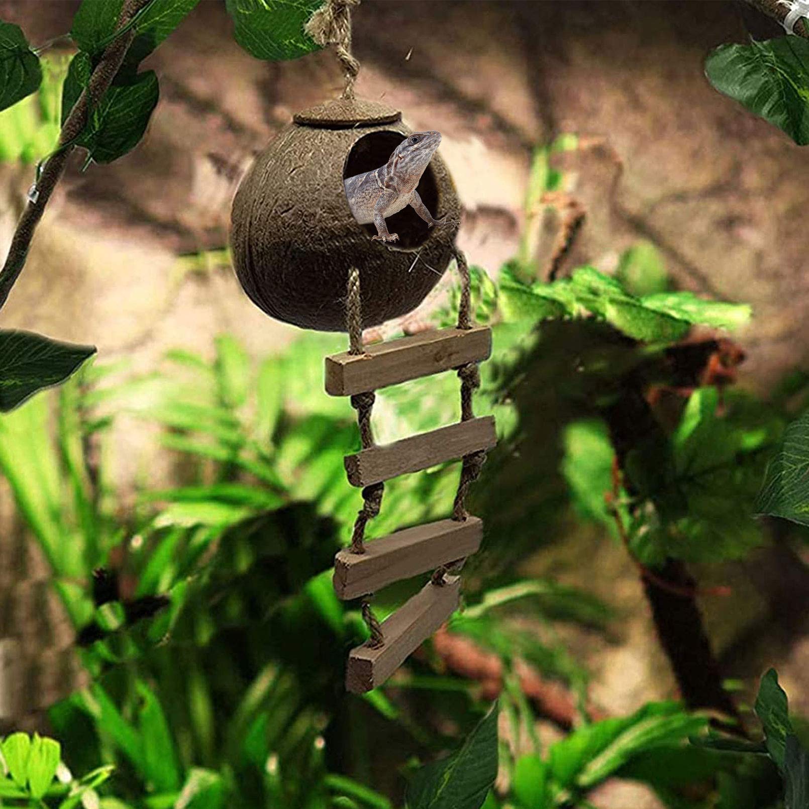 PINVNBY Coco Hut hanging loop terrarium setup for vertical exploration
