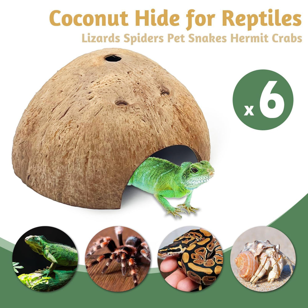 PINVNBY coconut-hut-spacious-interior provides cozy shelter during daily activity cycles.