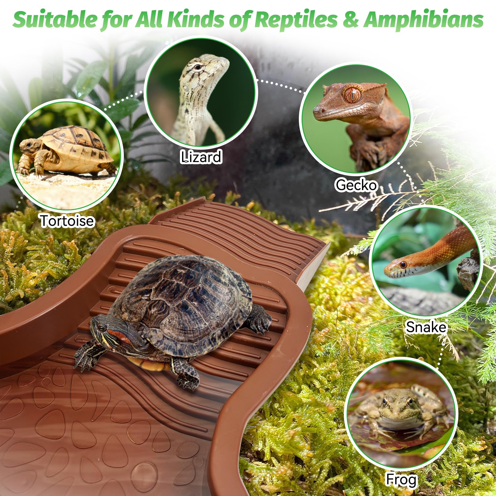 PINVNBY combo set shows tortoise pool, ramp, and dishes for versatile habitat setup.