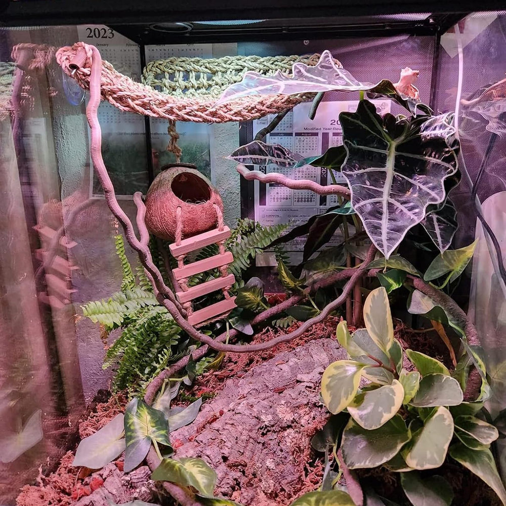 PINVNBY Crested Gecko Coco Hut ladder side view highlights climbing enrichment