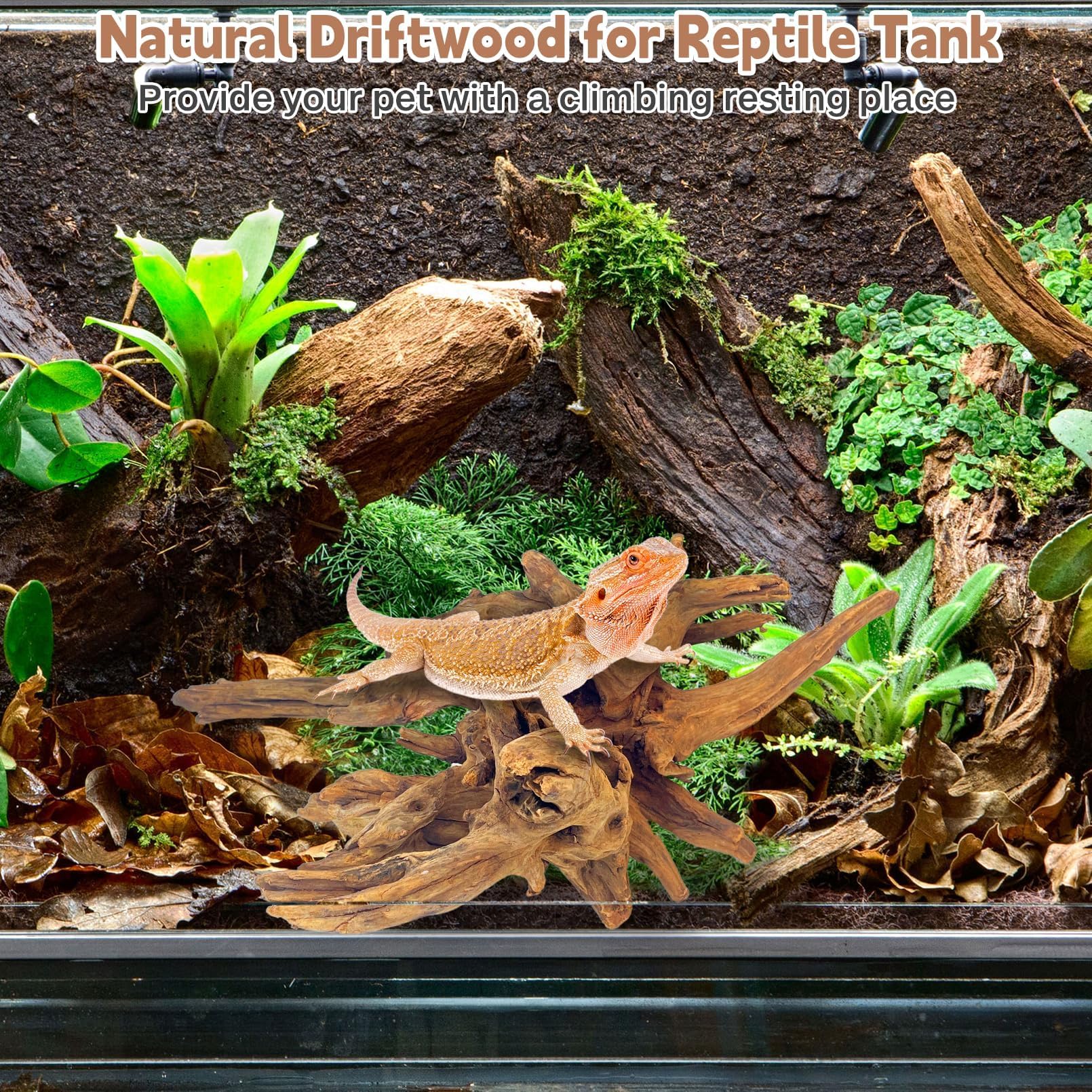 PINVNBY driftwood hideout for tank provides shelter and security for inhabitants.