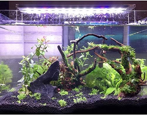 PINVNBY driftwood terrarium aesthetic branch enhances naturalistic displays.