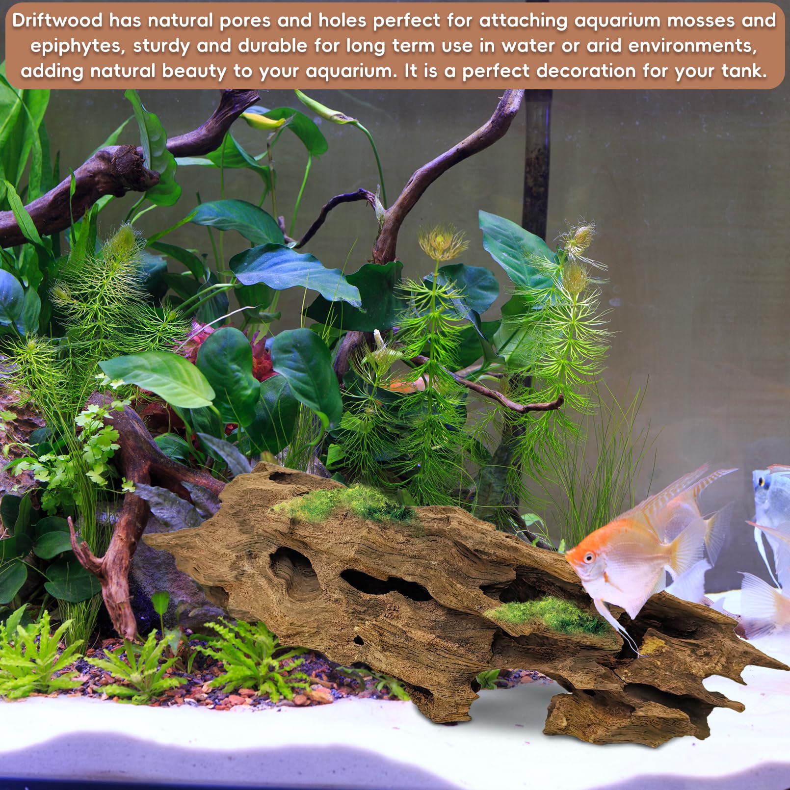 PINVNBY driftwood terrarium decor supports vibrant plant growth and engaging habitats.