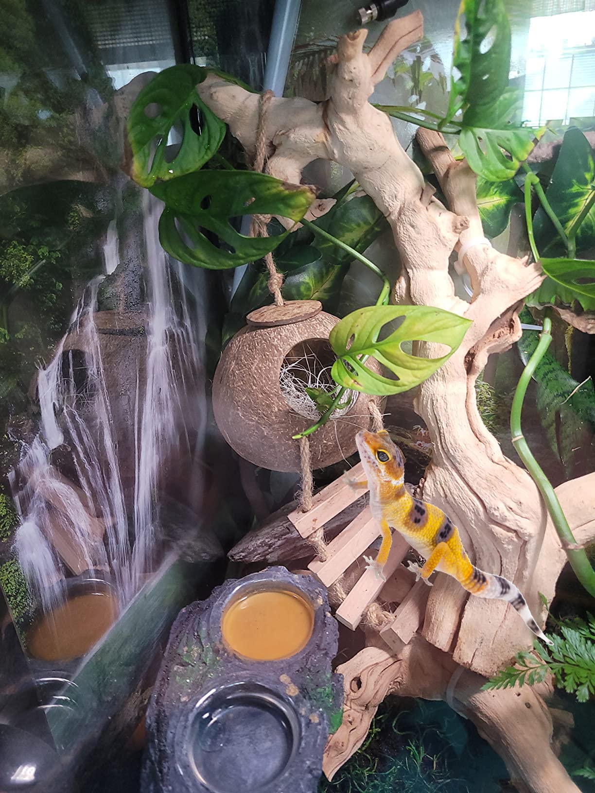 PINVNBY gecko coconut hide hanging-bridge view promotes balance and exploration.