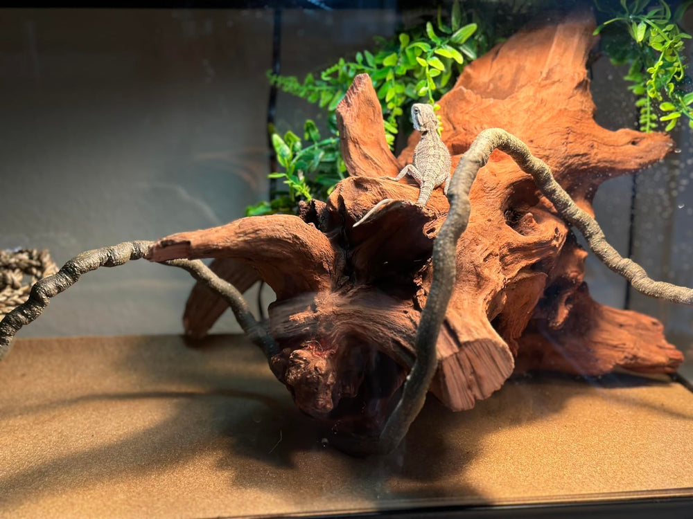 PINVNBY large driftwood terrarium landscape piece for immersive setups.