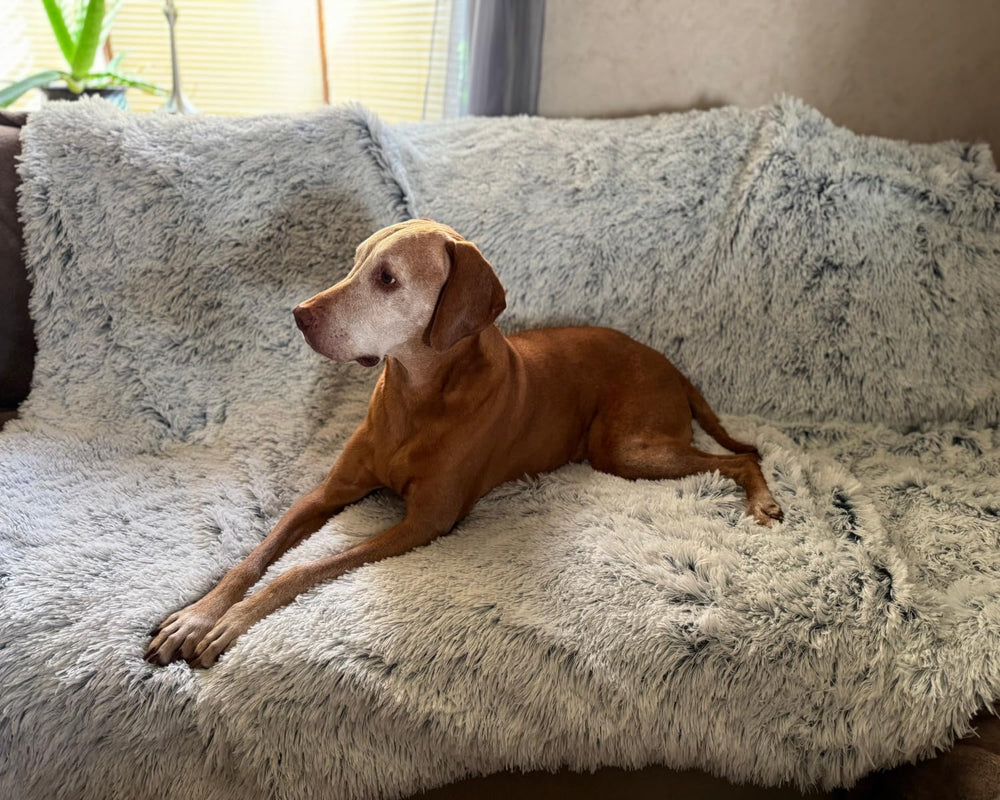 pjyucien furniture protection blanket on couch guards fur and dirt