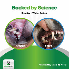planopaws bactase pet enzyme blend in action reducing plaque on teeth