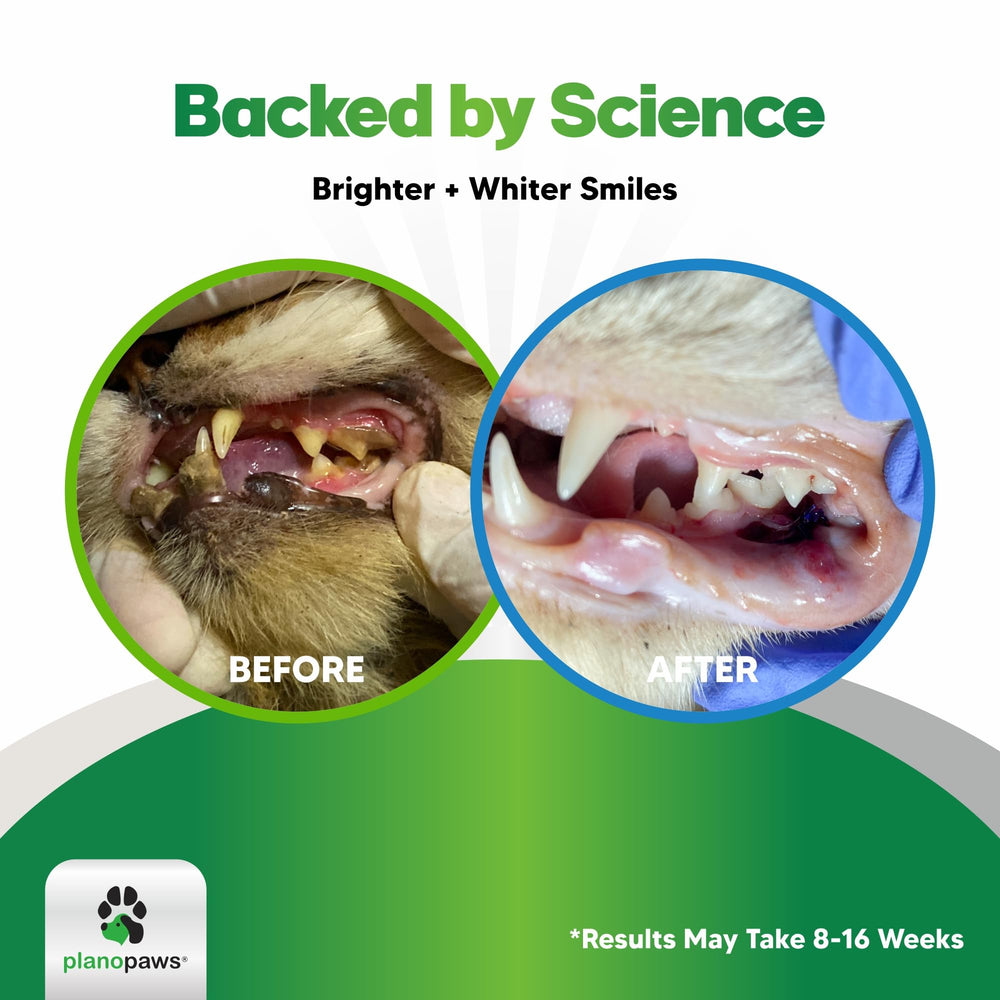 Planopaws Cat Dental Powder being sprinkled on food for a simple daily routine.