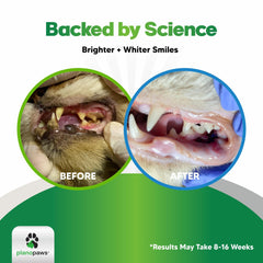 Planopaws Cat Dental Powder being sprinkled on food for a simple daily routine.
