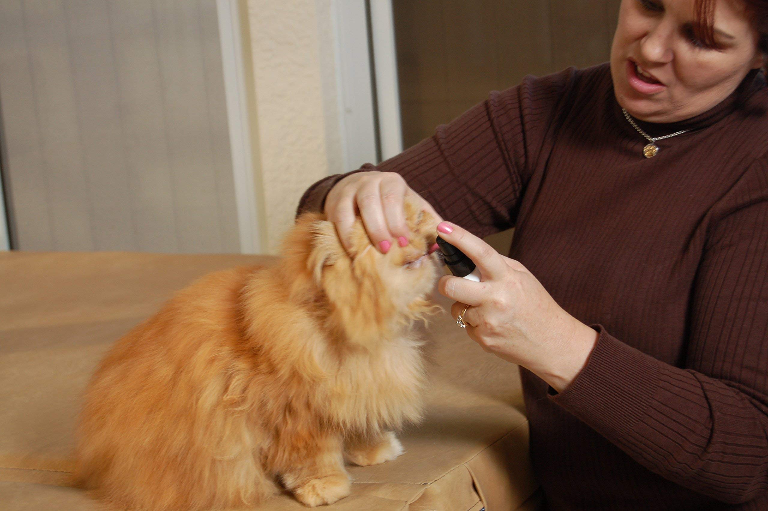 Plaque Attack Cat Dental Spray usage on cats for fresh breath and healthier gums.