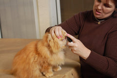 Plaque Attack Cat Dental Spray usage on cats for fresh breath and healthier gums.