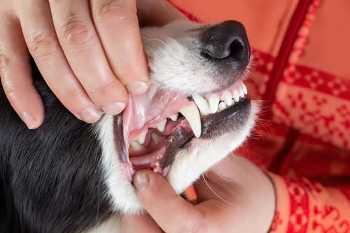 Plaque Attack dog and cat usage guide illustration