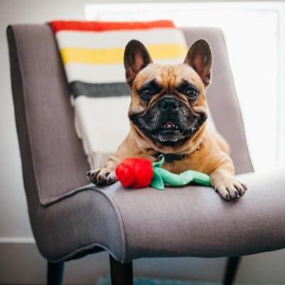 P.L.A.Y. Valentine’s Day dog toy ideal for gifting and bonding moments.