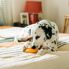 Playology cheddar cheese scented dog toy close-up emphasizes long-lasting scent for interactive play.