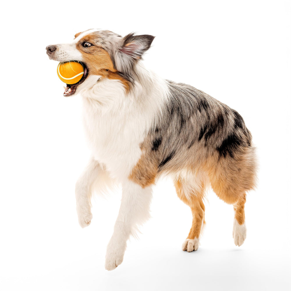 Playology Cheddar Scent Encapsiscent action highlights long-lasting scent dogs enjoy during sniff-and-play.