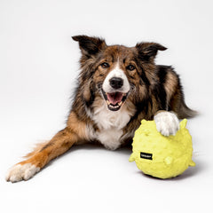 Playology chew-nubs-teething ball provides textured nubs to help teething puppies.