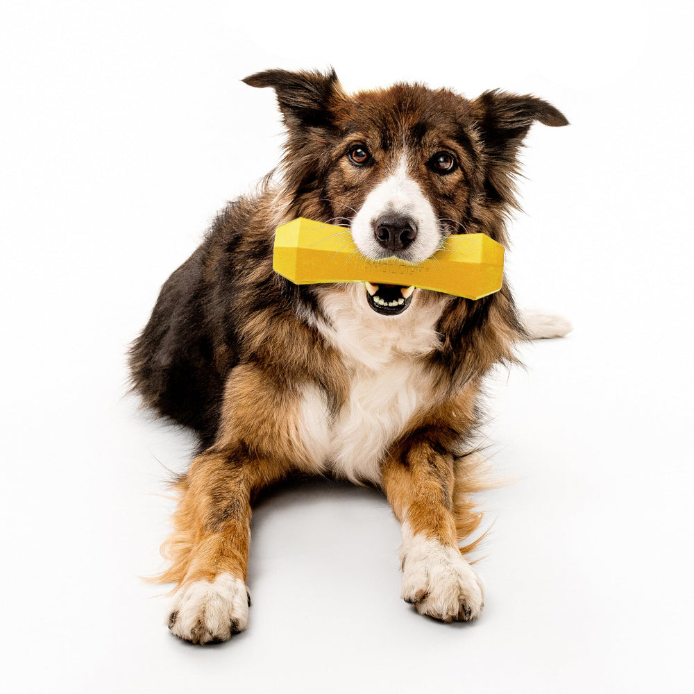Playology dog toy floats in water for pool or lake fetch.