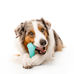 Playology dog toy peanut butter scent engages dogs during play