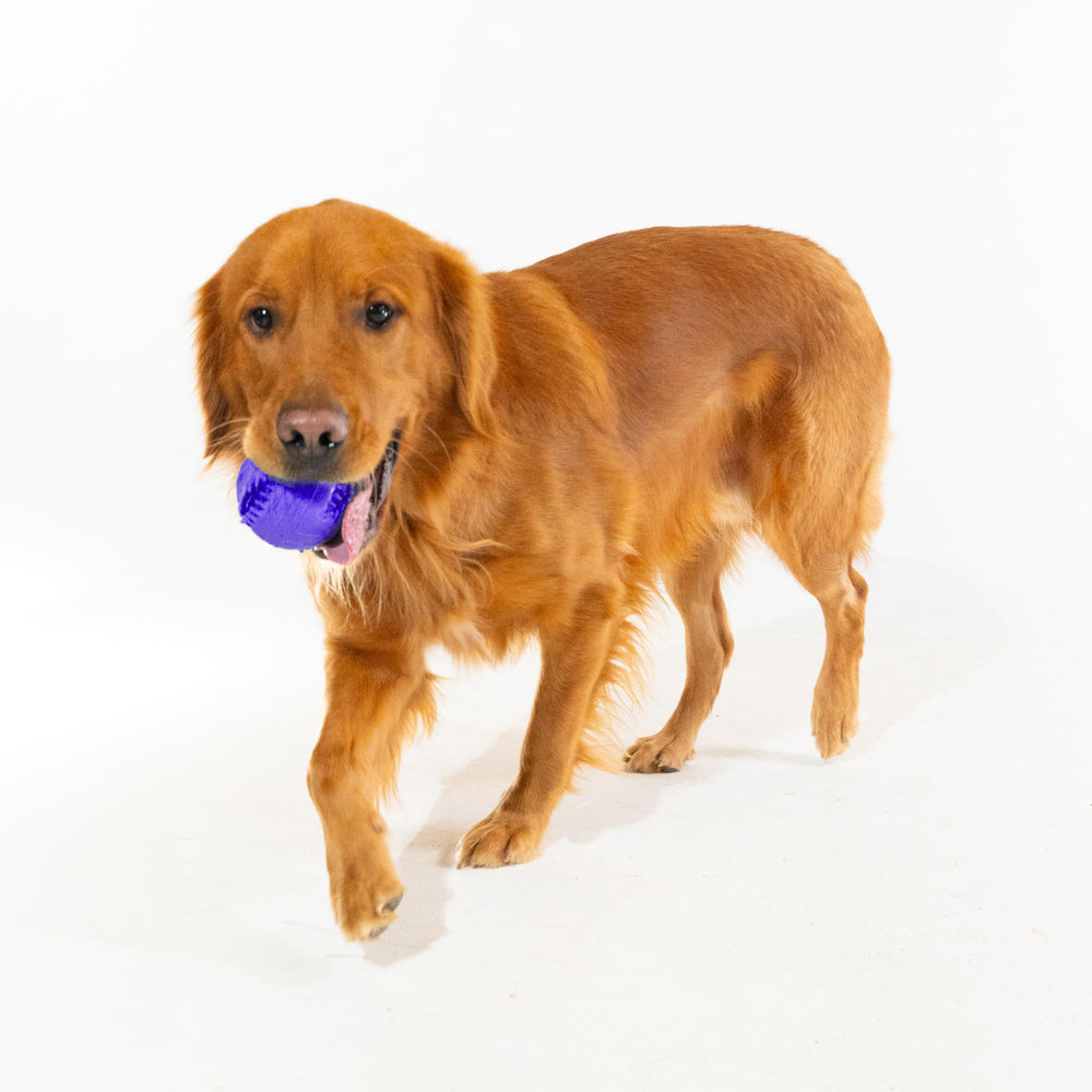Playology easy-clean dog toy; rinse with warm water after play.