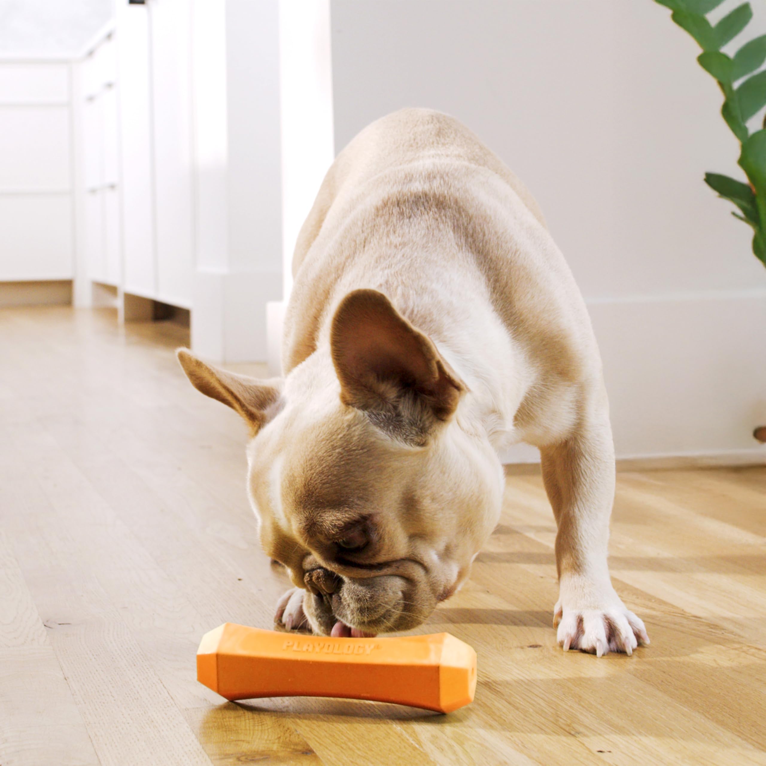 Playology encapsiscent-long-lasting-scent highlights scent-augmented play sessions dogs seek.