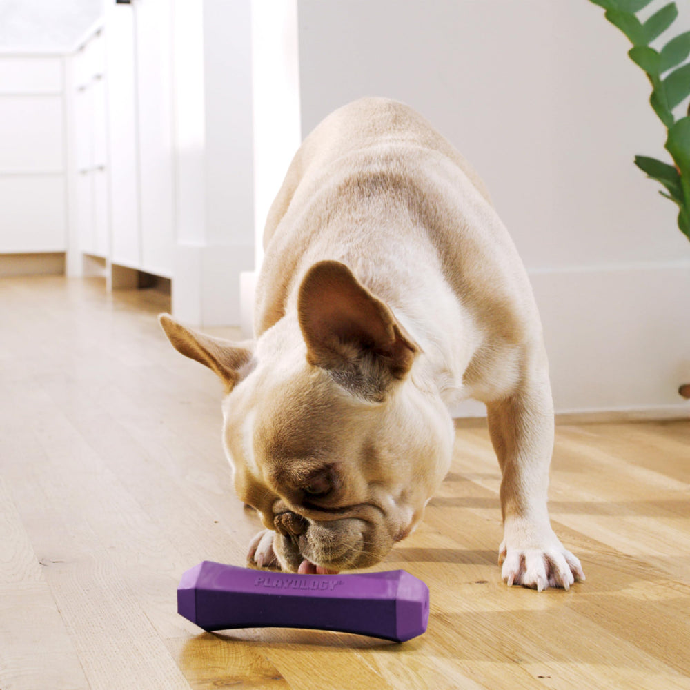 Playology Floating Dog Toy for Water Fetch with bacon scent