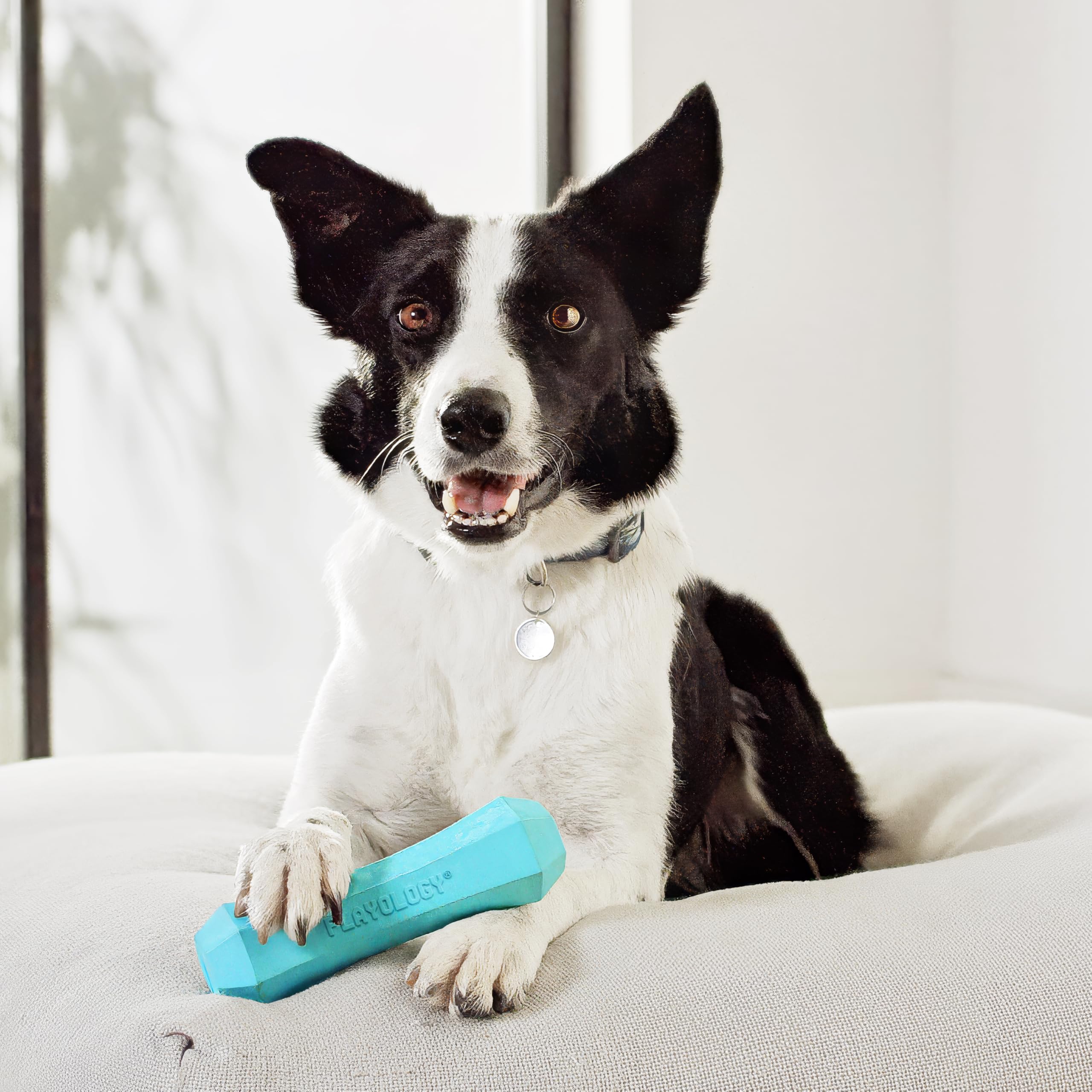 Playology floating-dog-toy-water-fetch enables pool and beach play.