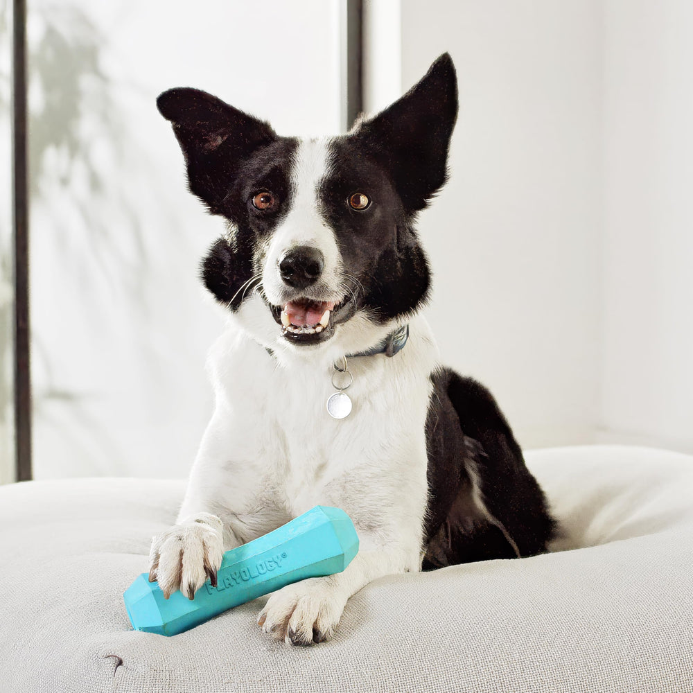 Playology floating-dog-toy-water-fetch enables pool and beach play.