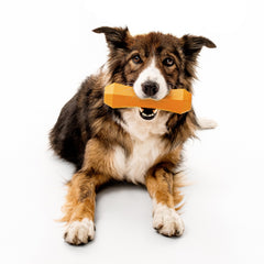 Playology floating dog toy ready for water fetch in pools and lakes.