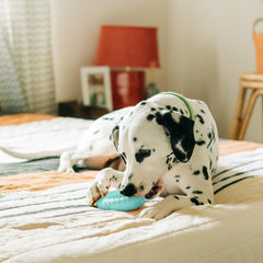 Playology peanut butter scented toy with long-lasting scent for dogs